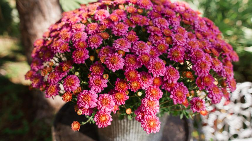 Kasımpatı nedir, nasıl yetiştirilir? Kasımpatı mevsimi ve anlamı