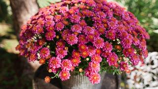 Kasımpatı nedir, nasıl yetiştirilir? Kasımpatı mevsimi ve anlamı