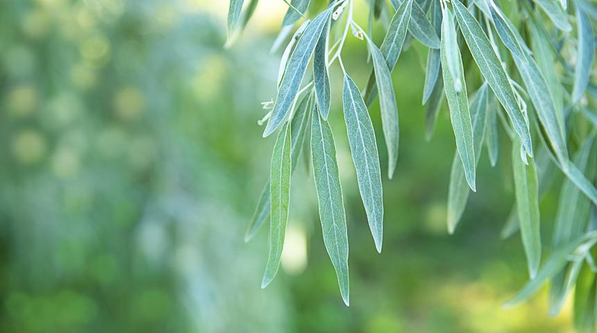 Soğuk algınlığı ve grip korkunuz olmasın! Bu yaprak bağışıklık sistemini zırh gibi güçlendiriyor, enfeksiyonlara karşı direnci artırıyor