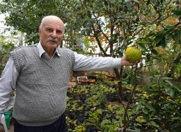 'Olmaz' denileni yaptı! 50 farklı ülkeden binbir çeşit meyve ekti... Anavatanı Meksika ama 14 senedir Samsun'da üretiyor