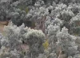 Böylesi ne Ege'de ne Akdeniz'de görüldü! Dünya çapında ünü var