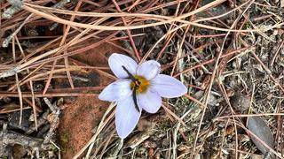 Sadece 15 gün açıyor ve kimsenin koparmasına izin verilmiyor! Jandarma bile başında bekliyor... O çiçeğe zarar veren olursa cezası 387 bin 141 lira