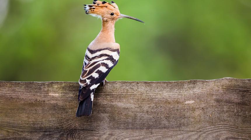 Hüdhüd kuşu nedir? Hüdhüd kuşu hikâyesi ve özellikleri nelerdir? Hüdhüd kuşu neden cennete girecek?