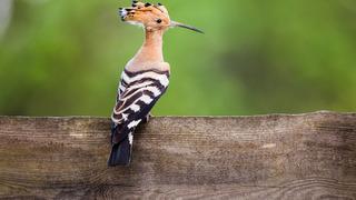 Hüdhüd kuşu nedir? Hüdhüd kuşu hikâyesi ve özellikleri nelerdir? Hüdhüd kuşu neden cennete girecek?