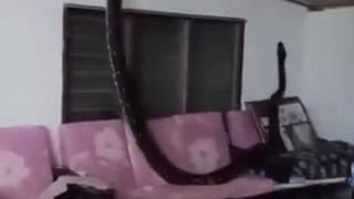 Tavandan tuhaf seslerin geldiğini duyan ev sahibi kontrol ettiğinde gördüklerine inanamadı! Görür görmez korkuyla kaçtı