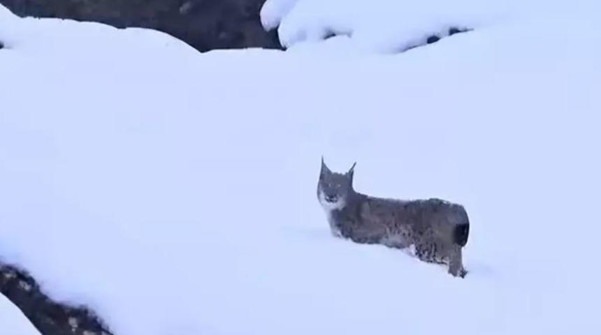 Kırmızı listedeki vaşaklar Tunceli'de görüntülendi