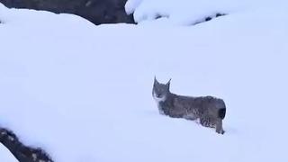 Kırmızı listedeki vaşaklar Tunceli'de görüntülendi