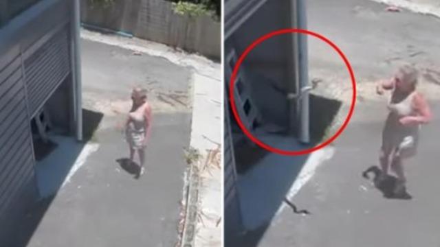 Hiç beklemiyordu! Garaj kapısını açar açmaz devasa piton saldırdı: Korku dolu anlar saniye saniye kamerada...