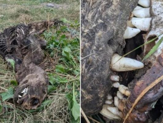 Merak uyandırdı! "Köpek desen değil"