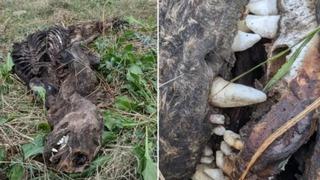 Keskin dişleri ve yüzgeçleri görenleri şaşırtmaya yetti! Sosyal medyada tartışma yarattı: Köpek desen değil, inek desen değil