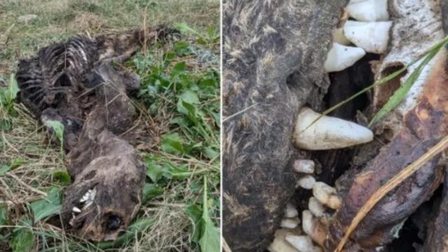 Keskin dişleri ve yüzgeçleri görenleri şaşırtmaya yetti! Sosyal medyada tartışma yarattı: Köpek desen değil, inek desen değil