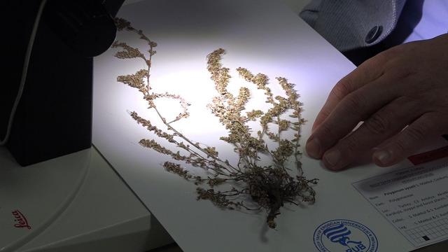 Türkiye'ye ait yeni bitki türü keşfedildi... Sadece burada yayılım gösteriyor! Bilim insanları yeni keşfetti