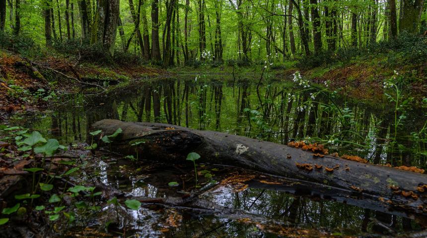 Kırklareli'nin neyi meşhur? Kırklareli'nin en meşhur şeyleri, yiyecekleri ve doğal huzurlu yerleri