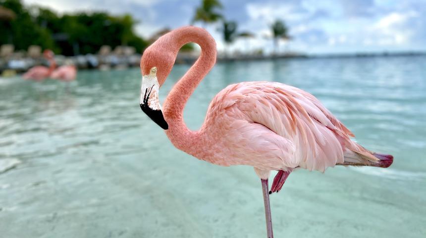 Flaman kuşu nedir, özellikleri nelerdir? Flaman kuşunun diğer ismi