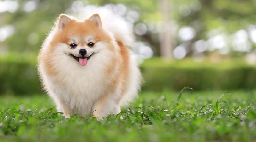 Pomeranian nedir, özellikleri nelerdir? Pomeranian cinsi köpeklerin bakımı nasıl yapılır?