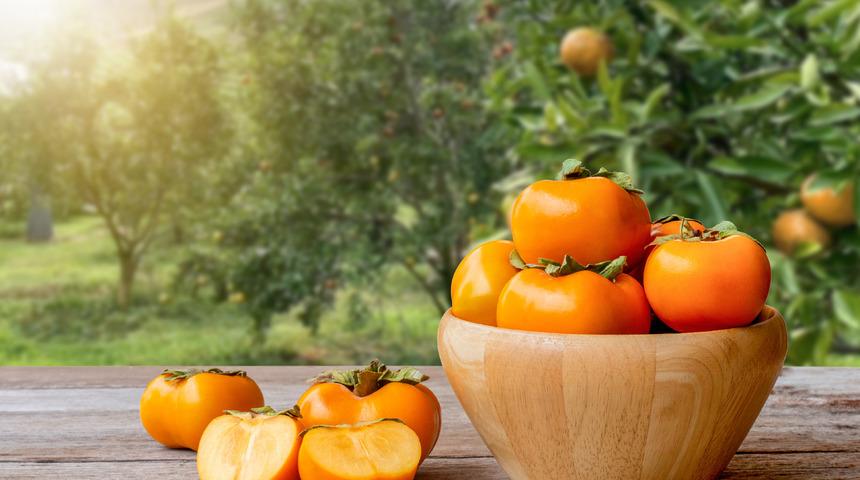 Cennet hurması ağacı nerede yetişir? Cennet hurması ağacı ne kadar b&uuml;y&uuml;r, ka&ccedil; yılda meyve verir?