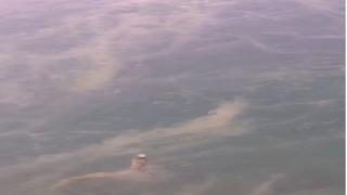 Müsilaj kabusu geri döndü! Prof. Dr. Sarı: Örümcek ağı gibi bütün Marmara'yı sarmış durumda