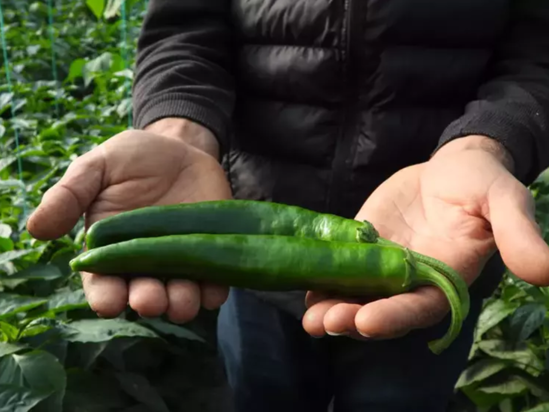 T&uuml;rkiye'nin en acı biberi: Metabolizmayı hızlandırıyor, zayıflamaya yardımcı oluyor! Yoğun talep var