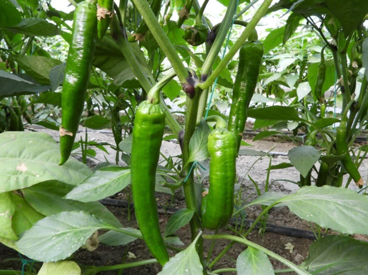 'ZAYIFLAMAYA ESKİSİ OLDUĞU İÇİN ÇOK YOĞUN TALEP VAR'