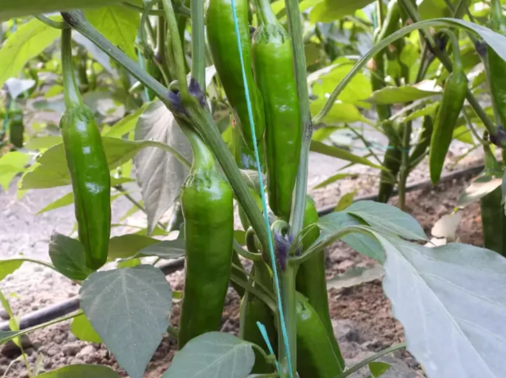 'YEMEK TÜRLERİNİN TAMAMINDA TÜKETİLEBİLİR'