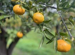 Hasadı başladı başlamasına ama alanın cebi satanın eli yanıyor! Bodrum mandalinası bu sene bahçeden alındığı ücretin tamı tamına beş katına satılıyor