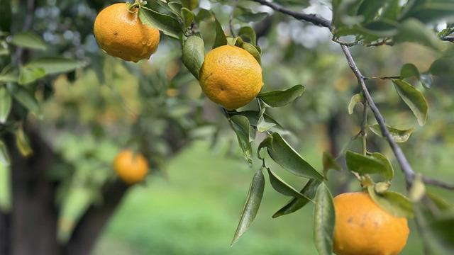 Hasadı başladı başlamasına ama alanın cebi satanın eli yanıyor! Bodrum mandalinası bu sene bahçeden alındığı ücretin tamı tamına beş katına satılıyor
