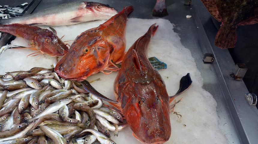 Kırlangıç balığı faydaları nelerdir? Kırlangıç balığı neye iyi gelir?