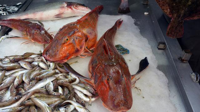 Kırlangıç balığı faydaları nelerdir? Kırlangıç balığı neye iyi gelir?