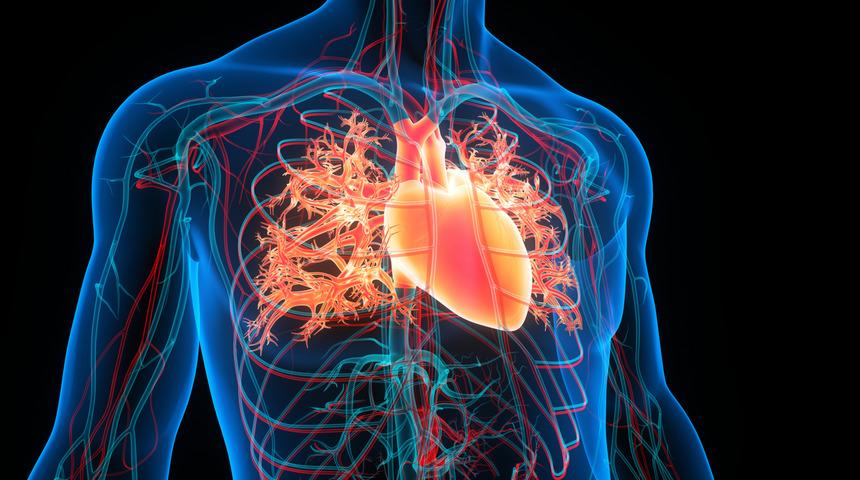 Araştırmacılar kalpte 'mini beyin' keşfetti! Yeni tedavi yöntemlerinin önünü açabilir