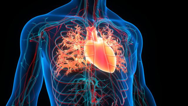 Araştırmacılar kalpte 'mini beyin' keşfetti! Yeni tedavi yöntemlerinin önünü açabilir