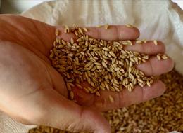 Türk tarımı için çok önemli adım! “Anadolu’dan 121 bin numune topladık”