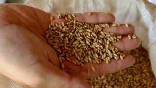 Türk tarımı için çok önemli adım! “Anadolu’dan 121 bin numune topladık”