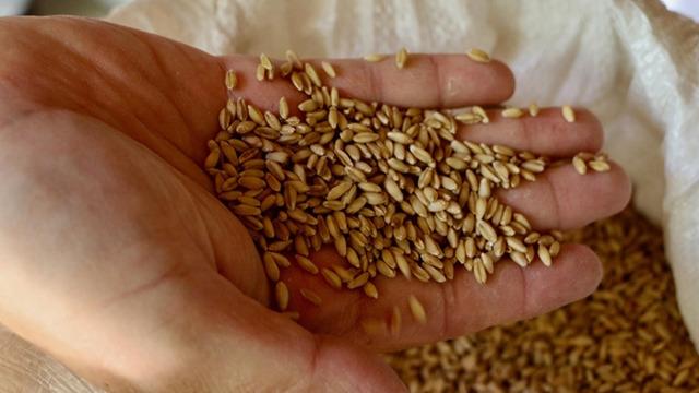 Türk tarımı için çok önemli adım! “Anadolu’dan 121 bin numune topladık”