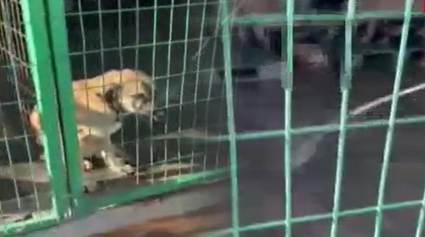 Gemlik'teki görüntüler tepkilere yol açtı, soruşturma başlatıldı! "Hayvanı yiyorlar"