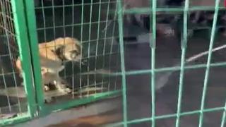 Gemlik'teki görüntüler tepkilere yol açtı, soruşturma başlatıldı! Hayvanı yiyorlar