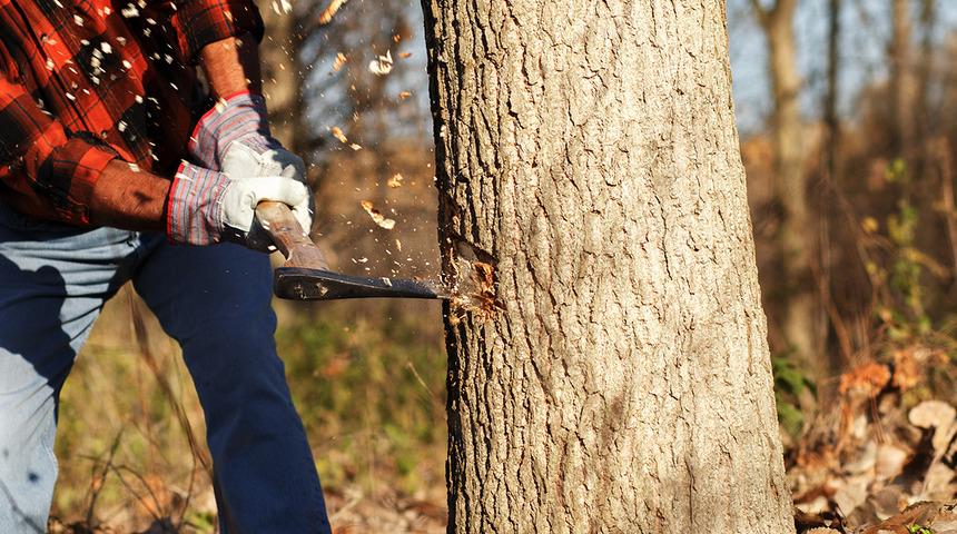 Rüyada ağaç kesmek ne anlama gelir? Rüyada kurumuş ağaç kesmek neye işaret ve neye yorumlanır?