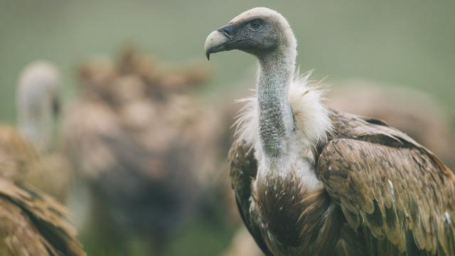 Rüyada akbaba görmek ne anlama gelir? Rüyada akbaba beslemek neye işaret ve neye yorumlanır?
