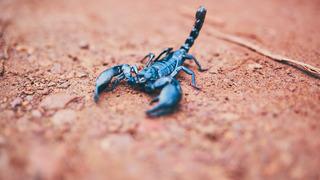 Rüyada akrep öldürmek ne anlama gelir? Rüyada akrep ısırığından kaçmak neye işaret ve neye yorumlanır?
