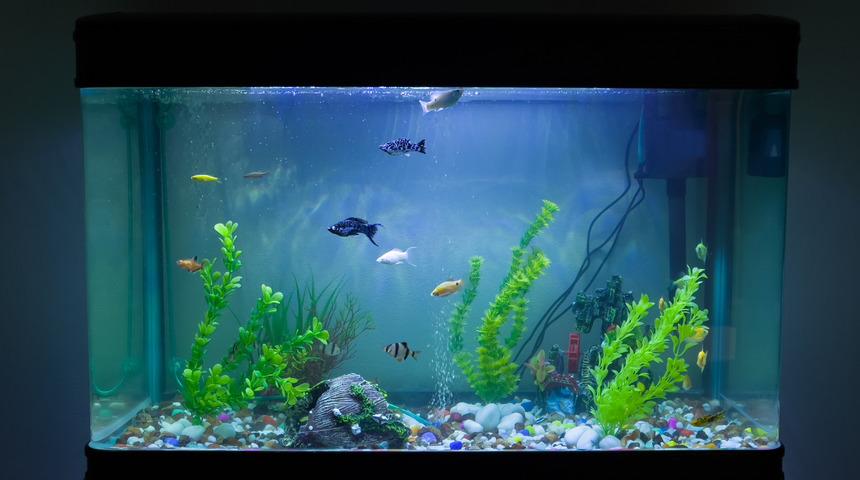 Rüyada akvaryum görmek ne anlama gelir? Rüyada boş akvaryum görmek neye işaret ve neye yorumlanır?