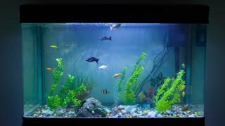 Rüyada akvaryum görmek ne anlama gelir? Rüyada boş akvaryum görmek neye işaret ve neye yorumlanır?