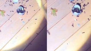 Yılbaşı ağacını süslemek isterken karşılaştığı manzara şaşkına çevirdi! Viral olan görüntüler: Gerçekten midem bulandı