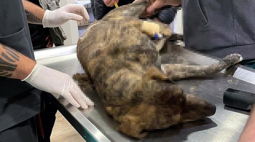 Hayvanseverlerin 'aklını durduran' saldırı! Köpeğin anüsüne tüfek sokup ateş ettiler