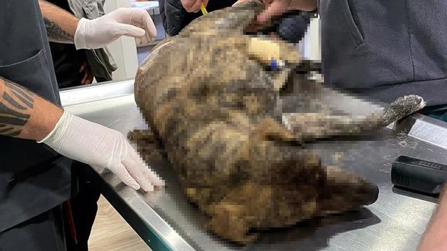 Hayvanseverlerin 'aklını durduran' saldırı! Köpeğin anüsüne tüfek sokup ateş ettiler