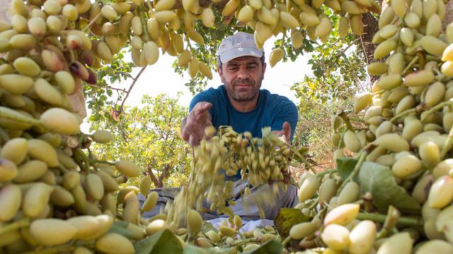 Türkiye’den Bulgaristan'a gönderilmişti! ‘Zehirli madde var’ diye geri gönderdiler… Antep fıstığında ‘ciddi’ tehlike!