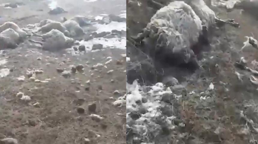 Kars'ta dehşet! 30'unu telef etti, 10'unu yaraladı: "Ne büyüktür ağabey..."