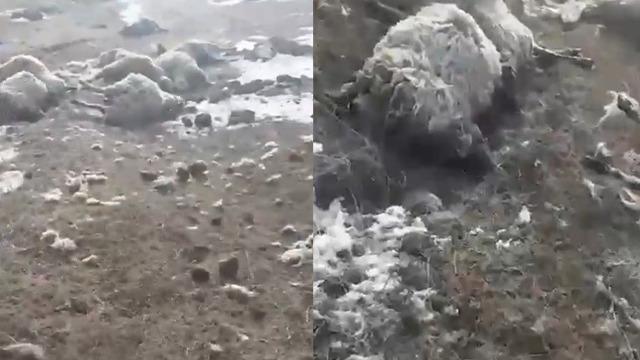 Kars'ta dehşet! 30'unu telef etti, 10'unu yaraladı: Ne büyüktür ağabey...