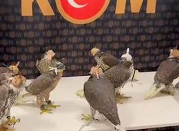 Samsun çevresinden toplayıp uçakla Arap ülkelerine sokacaklardı... Tam 100 bin dolardan alıcı bulmayı beklerken polis onları buldu!