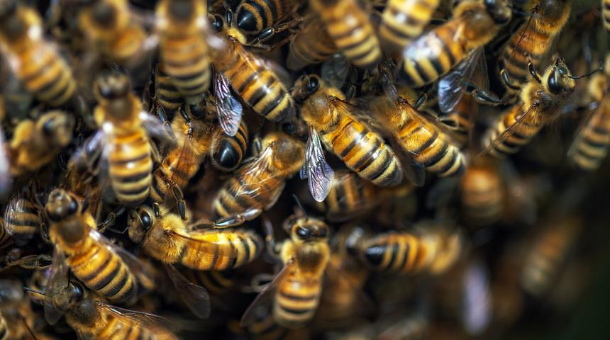 Rüyada arı öldürmek ne anlama gelir? Rüyada arı kovanı içinde arı öldürmek neye işaret ve neye yorumlanır?