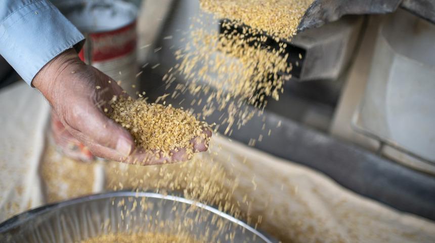 Rüyada arpa görmek ne anlama gelir? Rüyada arpa yemek neye işaret ve neye yorumlanır?