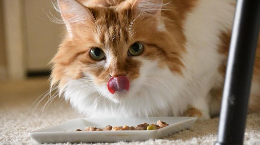 Kedilerin sağlıklı gelişimi için kedi maması seçimi ve önerileri